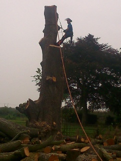 Lime Tree Sectional Dismantle Pollard Tag Line Snettisham