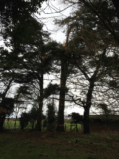 Storm Damage Holme Next the Sea