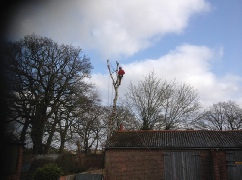 Birch Tree Sectional Dismantle Rigging Over Building