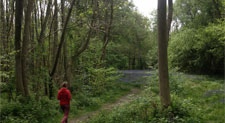 Tree services