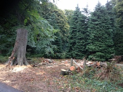 Beech Tree Honey Fungus Pollard for Habitat
