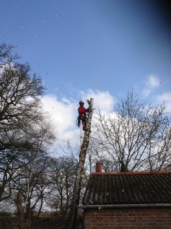 Birch Tree Sectional Felling Dismantle