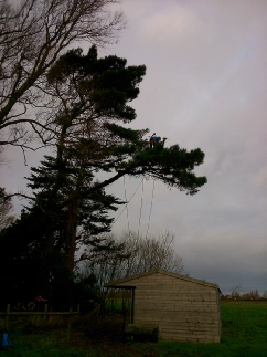 Scots Pine Limb Reduction Branch Walk Holme Next the Sea
