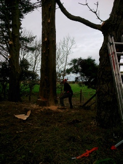 Storm Damage Spruce Felling Holme Next the Sea
