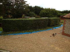 Yearly Beech Hedge Trim Thornage
