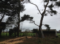 Storm Damage Spruce After Holme Next the Sea