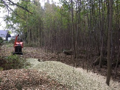 Site Clearance Copse Taverham