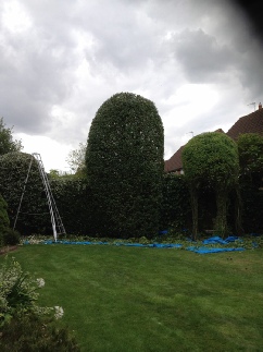 Annual Maintenance Hedge & Shrubs Trimming Dereham