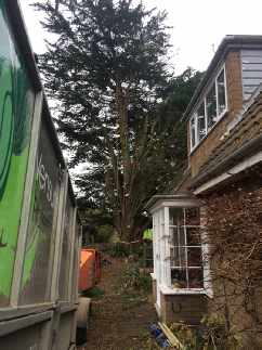 Sectional Dismantle Rigging  Woodchip Removal from Site