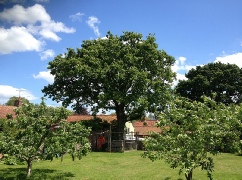 Oak Tree Before 30% Reduction Works Saxthorpe