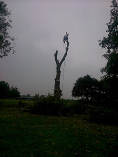 Beech Tree Sectional Felling Dismantle to Pollard