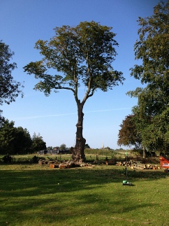 Beech Tree with large Cavite Infected with Honey Fungus Crane Garden Buildings Narborough