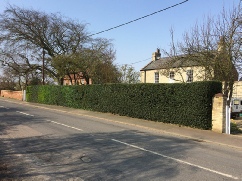 Yearly Hedge Trim  Burnham Overy Staithe