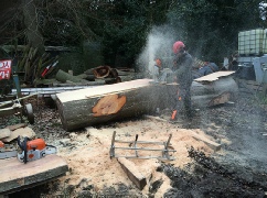 Beech Tree Timber removed from site for Milling