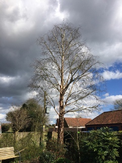 Silver Birch Tree Reduced & Ivy Removed Tatterford