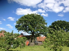 Beech Tree Timber removed from site for Milling