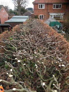 Beech Hedge Reduction Top Face Holt