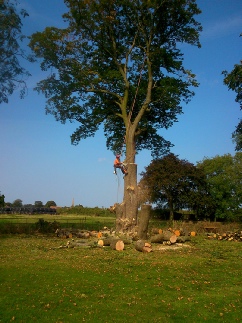 Lime Tree Canopy Dismantle Snettisham