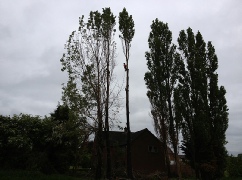 Birch Tree Sectional Felling Dismantle