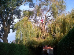 Storm Damage Willow Brancaster