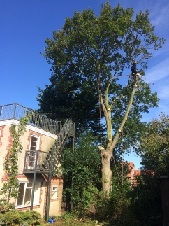 Oak Tree Sectional Dismantle with  Rigging Equipment & Techniques Burnham Overy Staithe