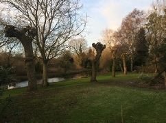 Willow Pollards by The River Wensum Beetley