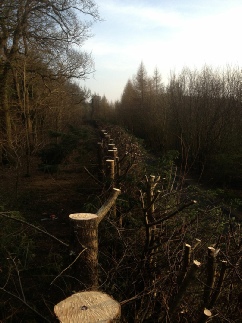 Leylandi Conifer Trees Height Reductions Crane Garden Buildings