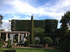 40 Foot High Hedge Trimming Dereham